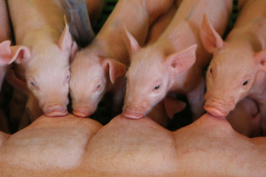 Gestation and lactation are critical periods during which mineral transfer can influence piglet viability.