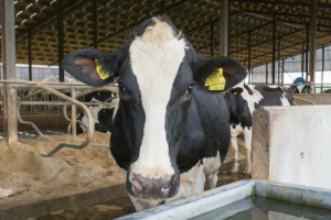 Understanding heat stress is critical for dairy producers managing herds in warmer, more humid climates or farms located in areas that experience intense heat spells in summer.