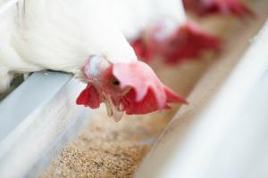 Even the best feed may be insufficient for poultry health and nutrition if not properly digested in the layer gut.