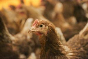 The risk for Salmonella can be reduced on the poultry farm by addressing the main sources of bad bacteria.
