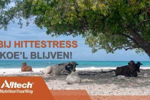 HITTESTRESS - Hoe K'OEL' te blijven?
