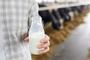 Como aumentar o teor de gordura no leite das vacas?