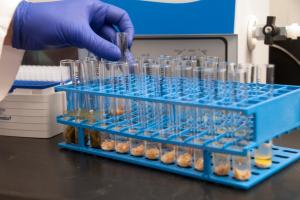 mycotoxins laboratory 