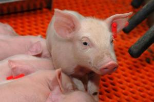 Producers should ensure the environment in pig housing is well-suited for the animal's health, age and breed.