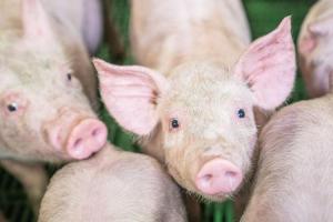 Located near Sleepy Eye, Minn., the Leavenworth Livestock Research Center is opening new doors for swine research.