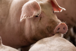 Tips for reducing tail-biting in pigs