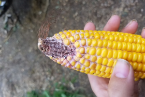 Evidence of mycotoxins was found on this U.S. corn cob in Sept. 2016.